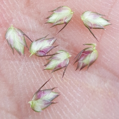 Dactyloctenium australe