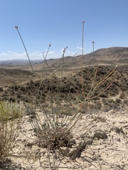Eriogonum novonudum