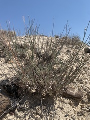 Eriogonum novonudum