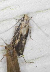 Blastodacna atra