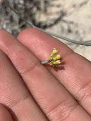 Eriogonum novonudum