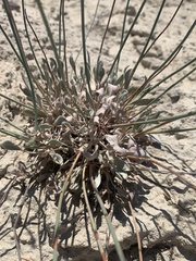 Eriogonum novonudum