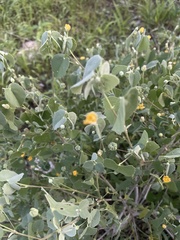 Abutilon fruticosum