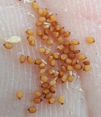 Dactyloctenium australe