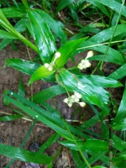 Tripogandra serrulata