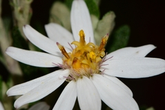 Olearia phlogopappa