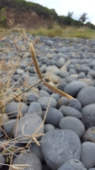 Dactyloctenium australe