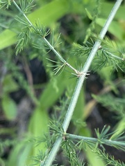 Asparagus nodulosus