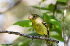 Vireo nanus