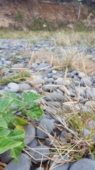 Dactyloctenium australe