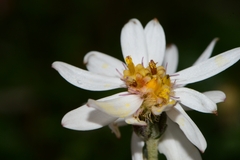 Olearia phlogopappa