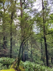 Coprosma linariifolia