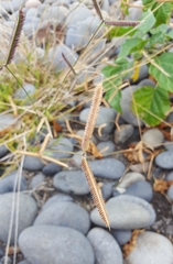 Dactyloctenium australe