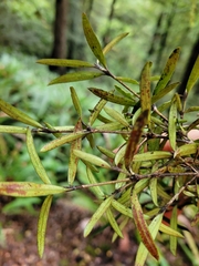 Coprosma linariifolia