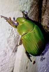 Chrysina costata