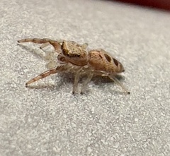 Hentzia