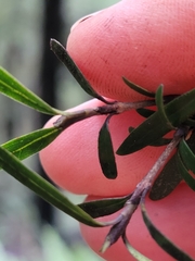 Coprosma linariifolia