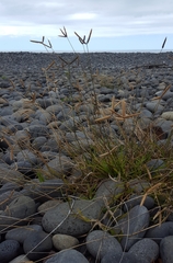 Dactyloctenium australe