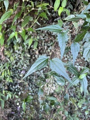 Eupatorium tashiroi