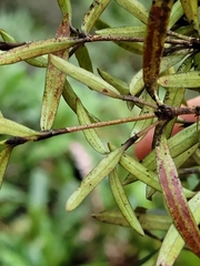 Coprosma linariifolia