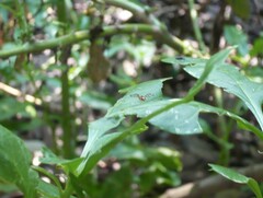 Rhagoletis zoqui