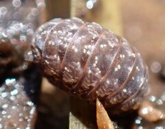 Armadillidae