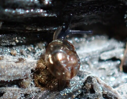 Prolesophanta dyeri observed 2022-11-25