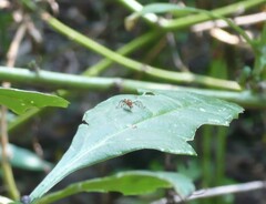 Rhagoletis zoqui