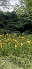 Hemerocallis lilioasphodelus