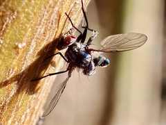 Entomophthora muscae