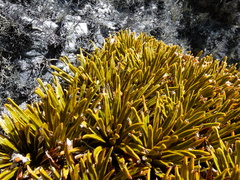 Aciphylla simplex