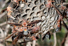 Polistes annularis
