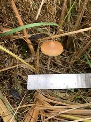 Psilocybe azurescens