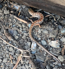 Elgaria multicarinata multicarinata