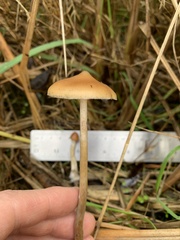 Psilocybe azurescens