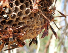 Polistes annularis