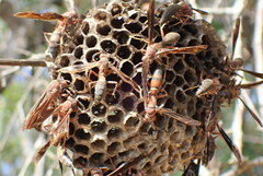 Polistes annularis
