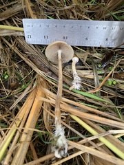 Psilocybe azurescens