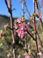 Ribes malvaceum malvaceum