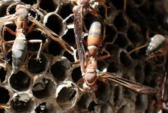 Polistes annularis