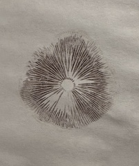 Psilocybe azurescens