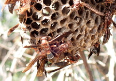 Polistes annularis
