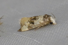 Phalonidia memoranda