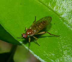 Australoberis refugians