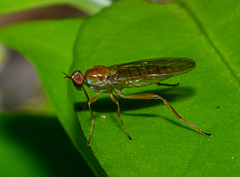 Australoberis refugians
