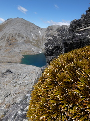 Aciphylla simplex