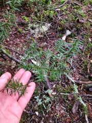 Podocarpus acutifolius