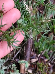Podocarpus acutifolius