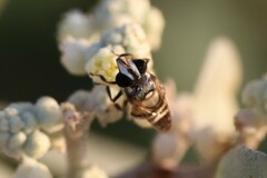 Copestylum tamaulipanum