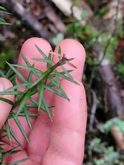 Podocarpus acutifolius